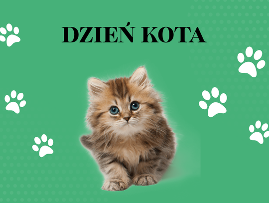 Dzień Kota